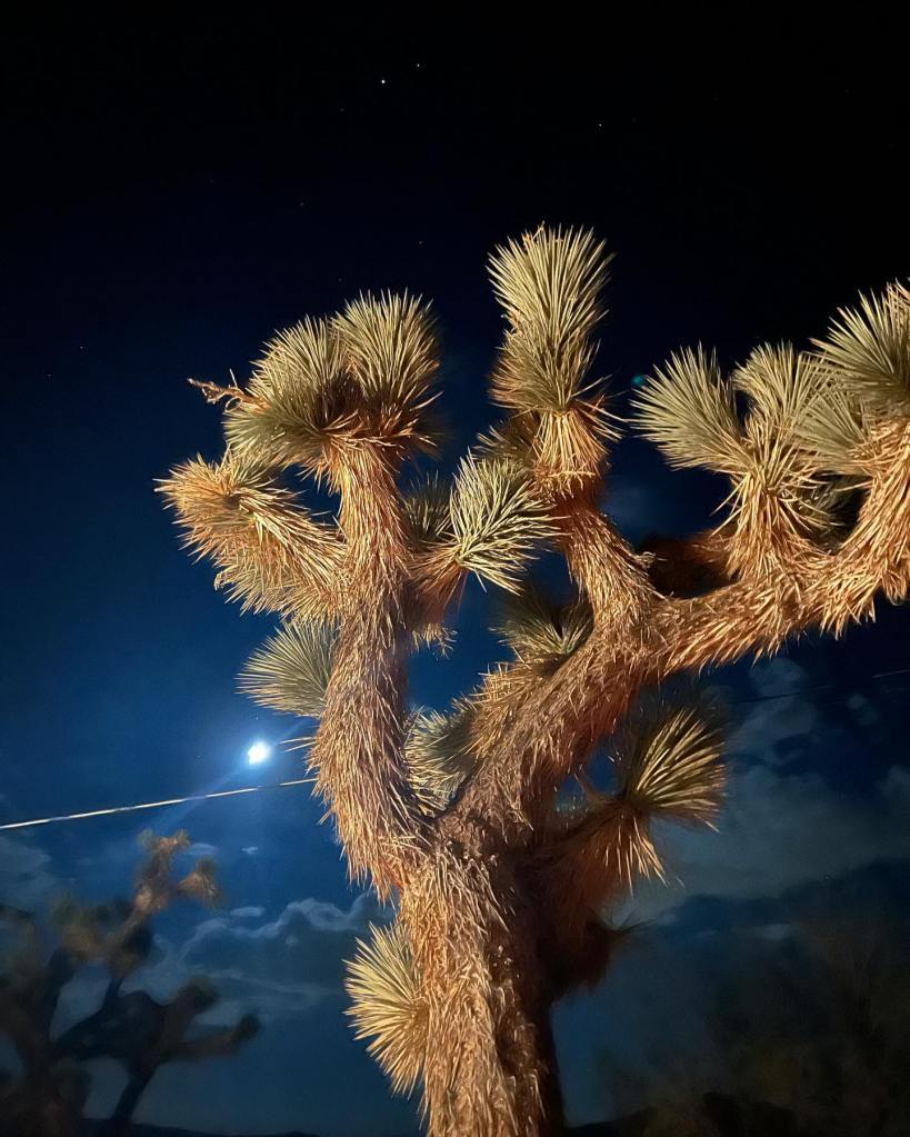A close-up view of a Joshua tree silhouetted against a night sky, illuminated by moonlight, with stars visible in the background.