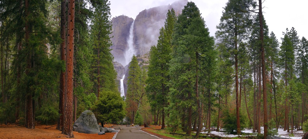 A scenic view of a forested area featuring tall pine trees, with a path leading towards a waterfall obscured by mist in the background.